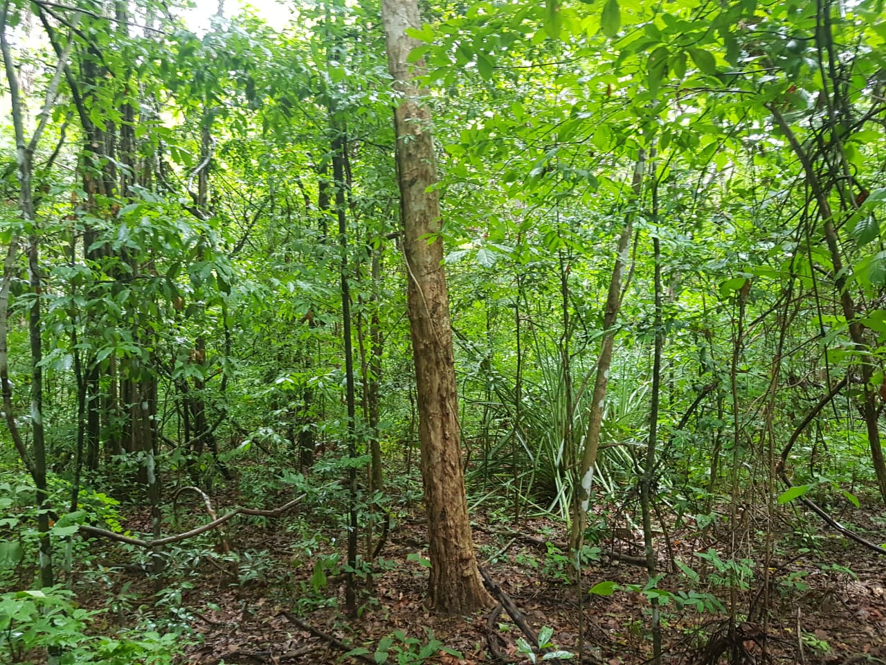 Ecologia e Conservação da Natureza