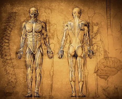 ANATOMIA E FISIOLOGIA HUMANA