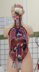 Anatomia e Fisiologia Humana